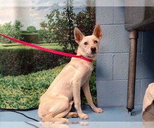 American Eskimo Dog-Unknown Mix Dogs for adoption in Moreno Valley, CA, USA