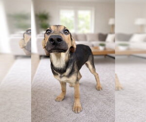 Jordie - Male Mutt Dog for Adoption - Photo #8