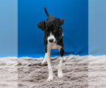 Small Photo #3 Mutt Puppy For Sale in Woodbury, NY, USA