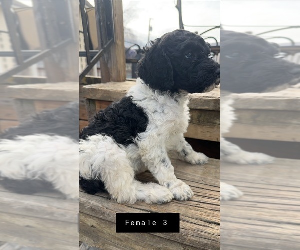 Medium Photo #3 Poodle (Standard) Puppy For Sale in OLIN, IA, USA
