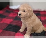 Small #9 Goldendoodle