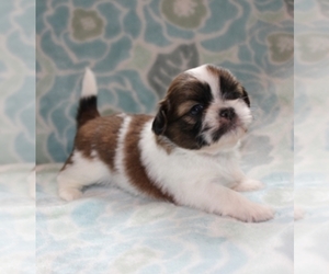 Shih Tzu Puppy for sale in SPRINGFIELD, OR, USA