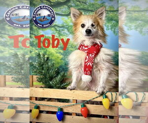 Pomeranian-Unknown Mix Dogs for adoption in Arcadia, FL, USA