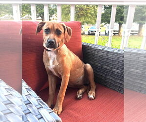 Mutt Dogs for adoption in Hinton, WV, USA