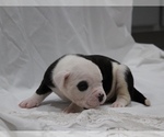 Small Photo #19 American Bulldog Puppy For Sale in MECHANICSVILLE, VA, USA