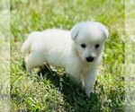 Small #3 German Shepherd Dog