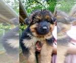 Small Photo #1 German Shepherd Dog Puppy For Sale in BROOKVILLE, IN, USA