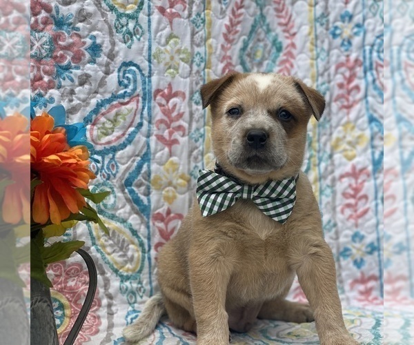 Medium Photo #2 Australian Cattle Dog Puppy For Sale in LANCASTER, PA, USA