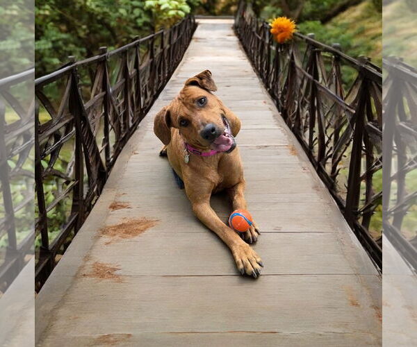 Medium Photo #2 Labrador Retriever Puppy For Sale in Menifee, CA, USA