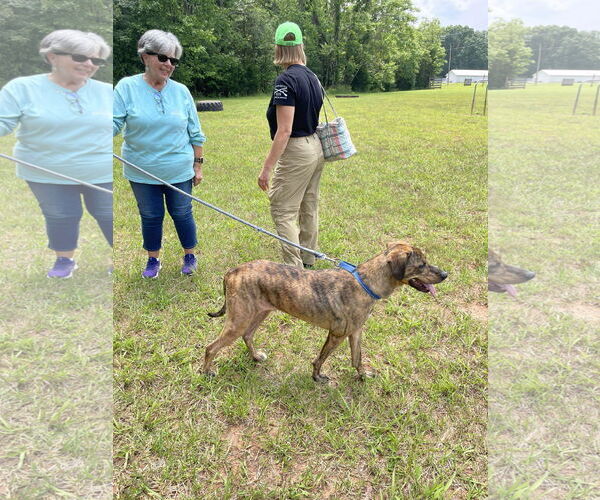 Medium Photo #6 Labrador Retriever-Unknown Mix Puppy For Sale in Rustburg, VA, USA