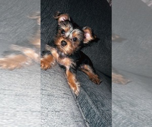 Yorkshire Terrier Puppy for sale in CHARLOTTE, NC, USA