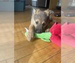Small #2 Mutt