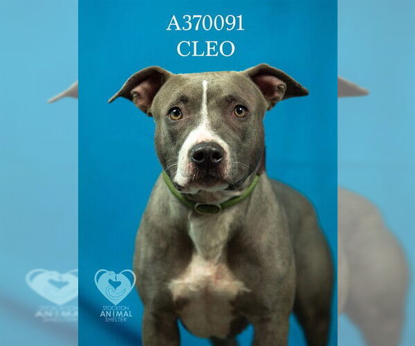 Medium Photo #2 Mutt Puppy For Sale in Stockton, CA, USA