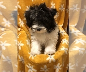 Maltipoo Puppy for sale in CLEVELAND, TN, USA