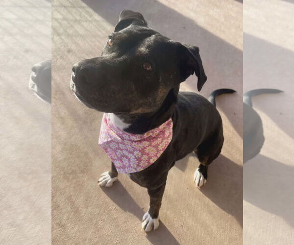 Medium Photo #5 American Pit Bull Terrier-Unknown Mix Puppy For Sale in Peralta, NM, USA