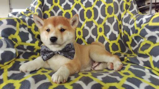 View Ad Shiba Inu Puppy For Sale Near Pennsylvania Buck