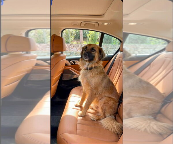 Medium Photo #1 Collie-Unknown Mix Puppy For Sale in Escondido, CA, USA