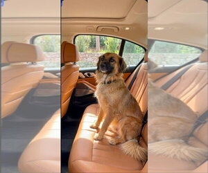 Collie-Unknown Mix Dogs for adoption in Escondido, CA, USA