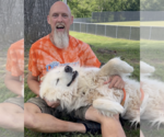 Small #2 Great Pyrenees