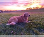 Small Photo #1 Golden Retriever Puppy For Sale in BROAD BROOK, CT, USA