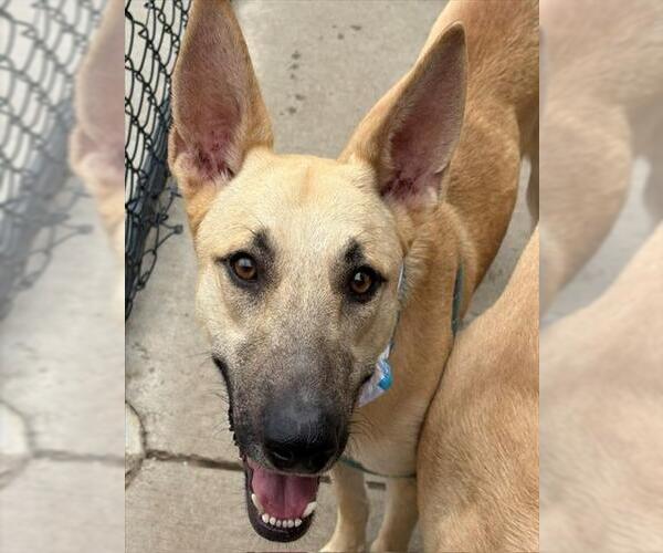 Medium Photo #2 German Shepherd Dog-Unknown Mix Puppy For Sale in Tulsa, OK, USA