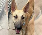 Small #1 German Shepherd Dog Mix