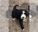 Small #2 Bernedoodle