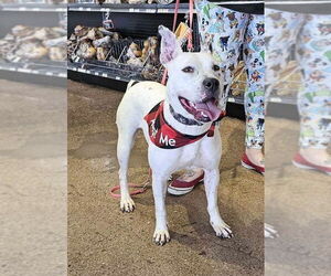 Vally - Female American Pit Bull Terrier-Unknown Mix Dog for Adoption - Photo #19