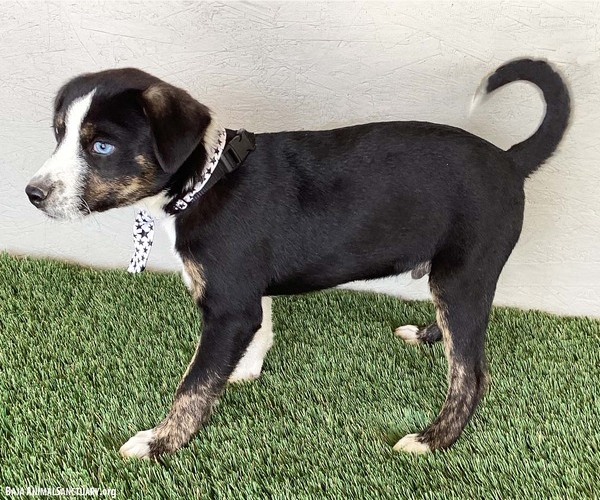 Medium Photo #2 Mutt Puppy For Sale in San Diego, CA, USA