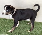 Small #1 Mutt