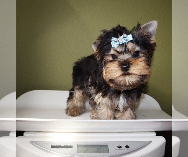 Medium Photo #5 Yorkshire Terrier Puppy For Sale in LOS ANGELES, CA, USA