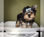 Small #4 Yorkshire Terrier