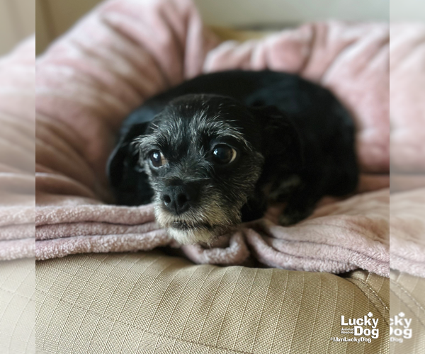 Medium Photo #8 Mutt Puppy For Sale in Washington, DC, USA