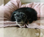 Small #7 Mutt