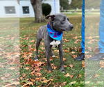 Small #21 American Pit Bull Terrier-Labrador Retriever Mix