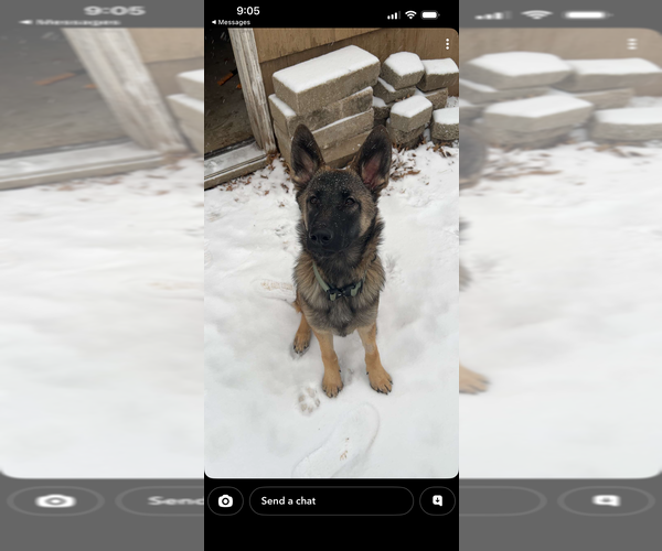 Medium Photo #4 Mutt Puppy For Sale in Imlay City, MI, USA