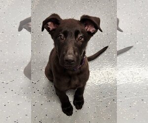 Labrador Retriever-Unknown Mix Dogs for adoption in Greenville, IL, USA