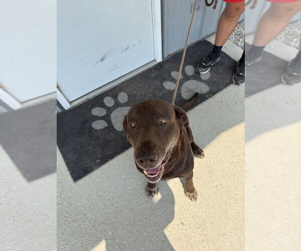 Medium Photo #4 Labrador Retriever Puppy For Sale in Evansville, IN, USA