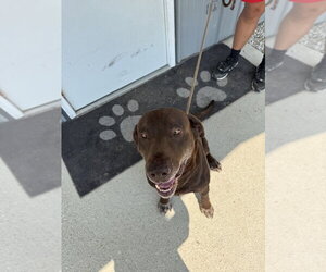 Milford - Male Labrador Retriever Dog for Adoption - Photo #4