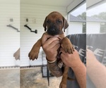 Litter of 7 - Male(s) and Female(s) Rhodesian RidgebackLitter of Puppies for Sale - Photo #5