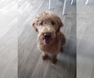 Goldendoodle Dogs for adoption in BOISE, ID, USA