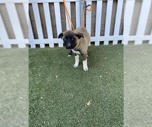 Akita-Unknown Mix Dogs for adoption in Modesto, CA, USA