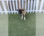 Small Akita Mix