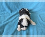 Small #8 Aussiedoodle