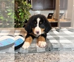 Small Photo #5 Bernese Mountain Dog Puppy For Sale in INDIANAPOLIS, IN, USA