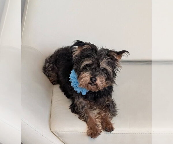 Medium Photo #1 Affenpinscher-Unknown Mix Puppy For Sale in Caldwell, NJ, USA