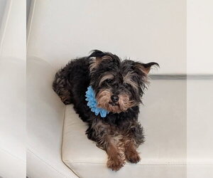 Affenpinscher-Unknown Mix Dogs for adoption in Caldwell, NJ, USA