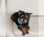 Tuti - Female Affenpinscher-Unknown Mix Dog for Adoption - Small photo