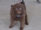 Small Photo #1 Pomeranian Puppy For Sale in MARSHFIELD, MO, USA