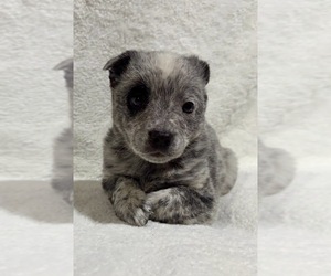 Australian Cattle Dog Puppy for sale in FAIR HAVEN, MI, USA
